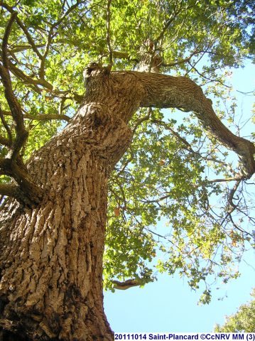 20111014-Saint-Plancard–CcNRV-MM–3-