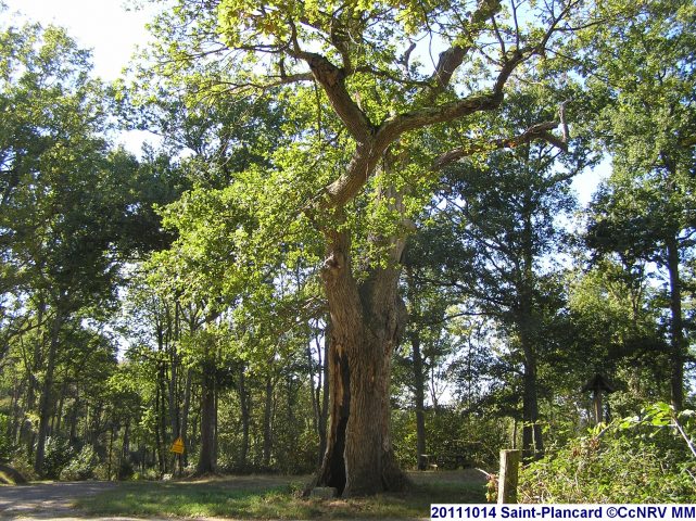 20111014-Saint-Plancard–CcNRV-MM