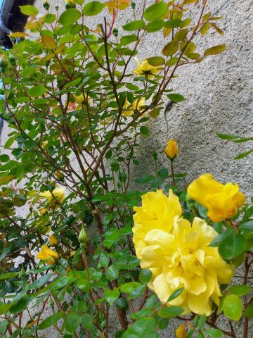 31G100471-278808da505c4af08a05a79a1f194b1e