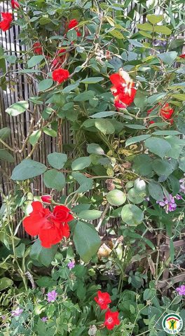 31G101092-a47ee1489c8e488fa777cfab34d61b29