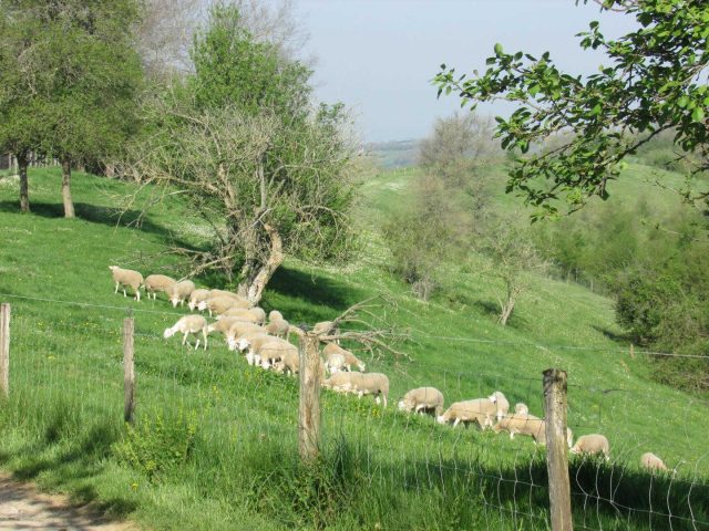 31G101370-2698db4b950f471a909bef321afe6350