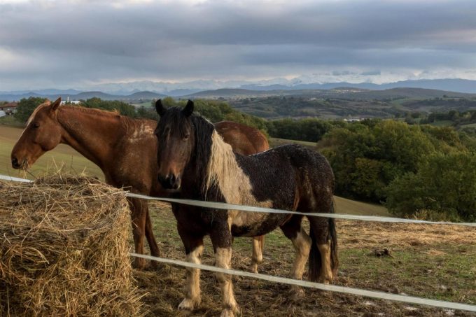 31G101370-72d5e7f8c8e24957bdcf51327a544a2f