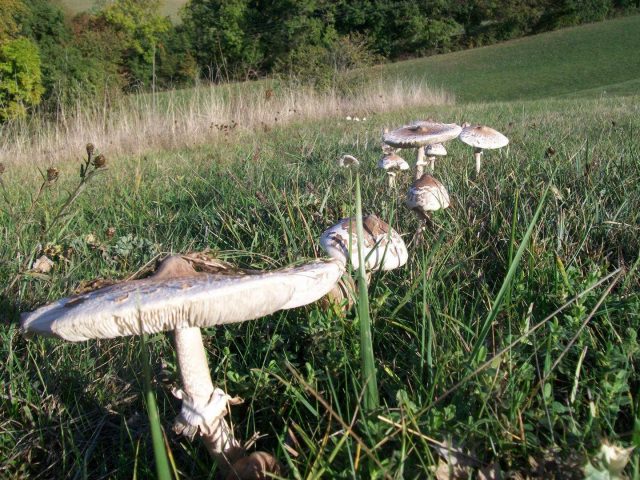 31G101370-f4a5eb1da71b4d698c3b9ce84f21be42