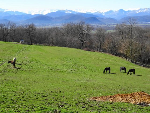 31G101494-0cf0098ee70043a1a2e6fe80cc2d14d4