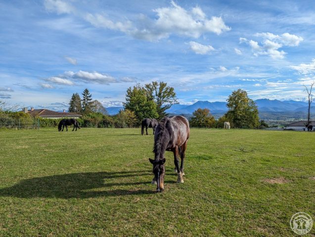 31G101494-13b57b3e114d49f19623986c013a52ca