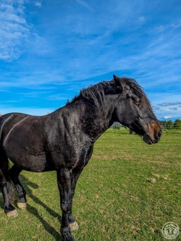 31G101494-2944cc9fad7b4df0b7a5bc6160cd9175