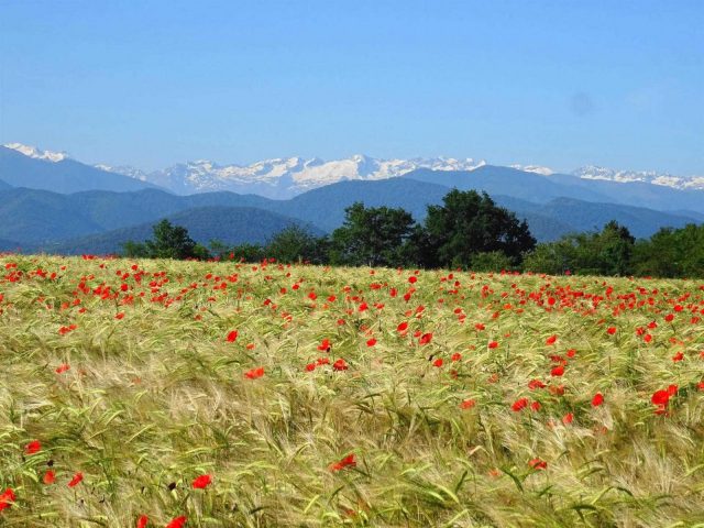 31G101494-5488dc7c09f147adb646ee68fb0d09e7