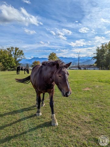 31G101494-623f9f31b0ec403098c52a8085c6d684