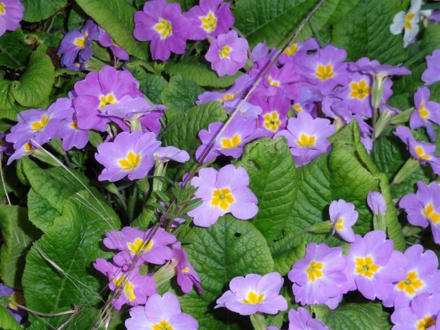 31G101494-737fe420f73d4a8f8a5b12afdc7502bd