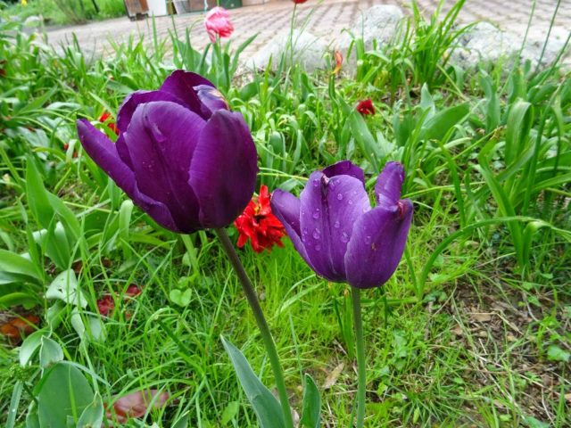 31G101494-86d444f9cef74269870afe2b9ebc2f6c