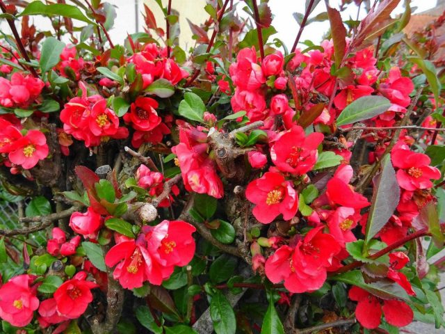 31G101494-a6136aa8140c4c06a9d26bb1e11445b1