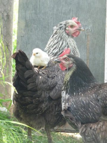 31G300038-678353a548964d489f401f0a09133504