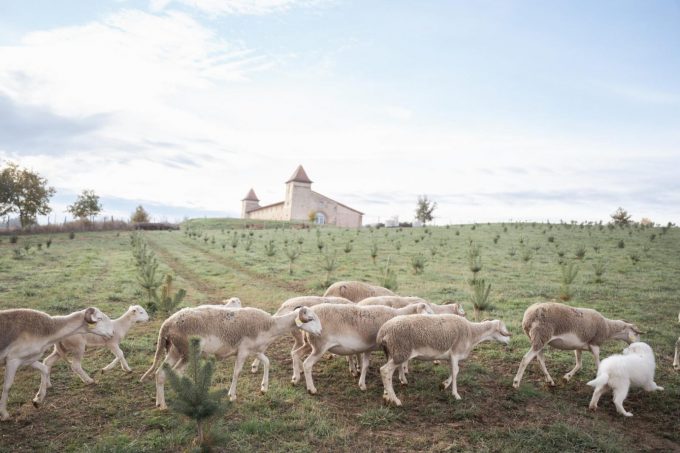 31G301623-ae7ea2bb19524fa3b48c76882961d658