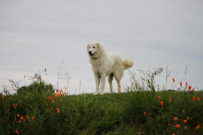 31G301623-fef70dce42f44331b3b00520111102e3