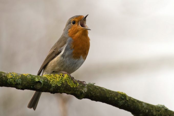 Chants-des-oiseaux-Cardeilhac-Comminges-Pyrenees