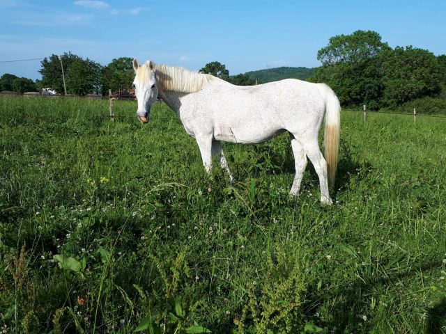 Ecuries-du-Cap—-Boudrac-Comminges-Pyrenees