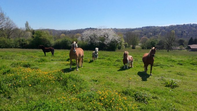 Ecuries-du-Cap—Boudrac-Comminges-Pyrenees