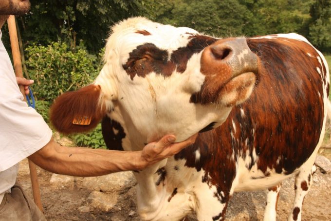 Ferme-de-l-Omiere-Bouzin-vache2