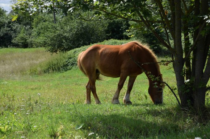 Ferme-pedagogique–Cheval-Un-pas-en-arriere-Boulogne-sur-Gesse-