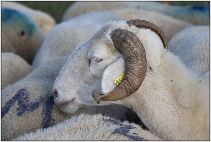 La-bergerie-d-Augustin-3