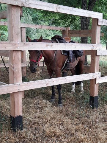 Paddock-Aurignac-2025-5b