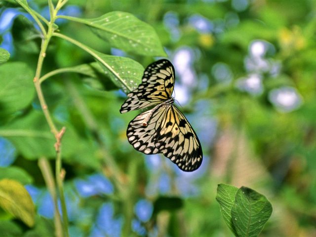 Papillon–Francois-Canard-2