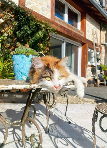 REGAID-S-Chambres-d-hotes–Le-chat-Eukiss-REGADES