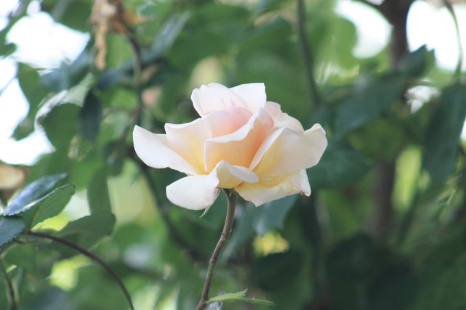 Villa-Margalideto-Saint-Gaudens–Rose-Comminges-Pyrenees